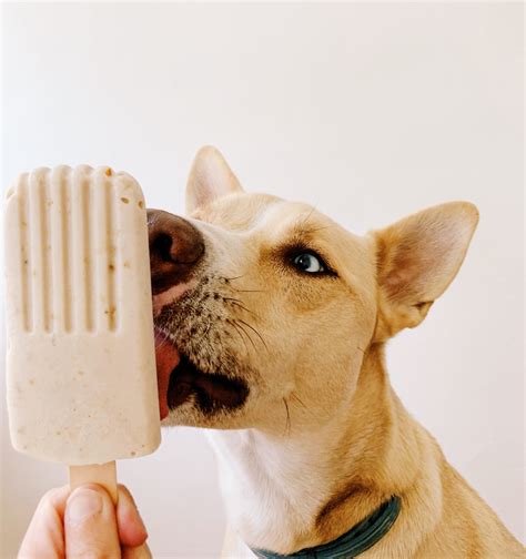 Dog popsicles. Things To Know About Dog popsicles. 